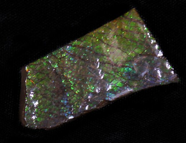 Iridescent Green Ammolite - Fossil Ammonite Shell #31437